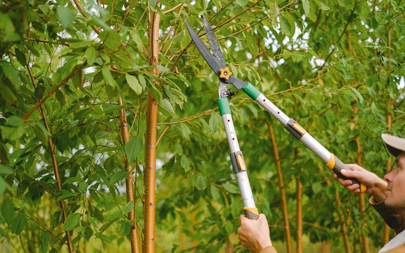 Tree trimming in Obernburg, NY