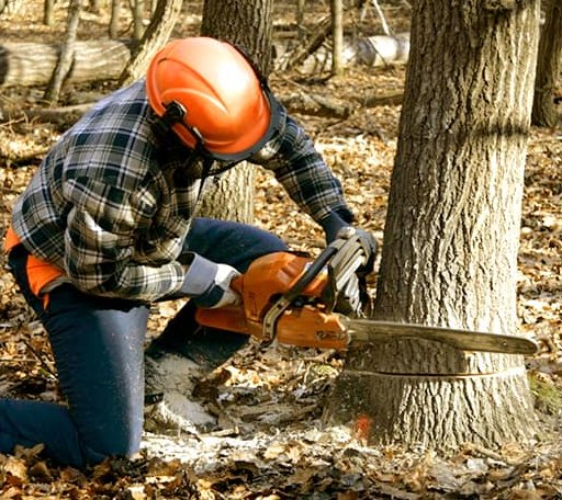 Tree Removal in Obernburg, NY